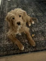 Gigi, a female Goldendoodle and Golden Retriever for sale in Suwanee, GA – 1 of 2
