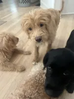 Gigi, a female Goldendoodle and Golden Retriever for sale in Suwanee, GA – 2 of 2