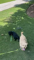 Teddy, a male Goldendoodle and Golden Retriever for sale in Suwanee, GA – 6 of 8