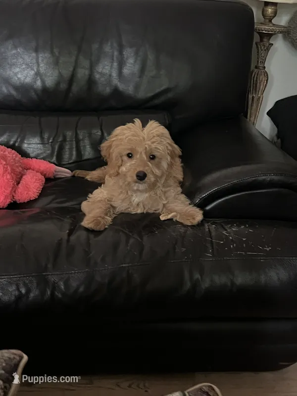 Teddy – Goldendoodle, Golden Retriever puppy for sale in Suwanee, GA
