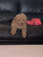 Teddy, a male Goldendoodle and Golden Retriever for sale in Suwanee, GA – 4 of 8