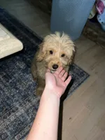 Teddy, a male Goldendoodle and Golden Retriever for sale in Suwanee, GA – 8 of 8