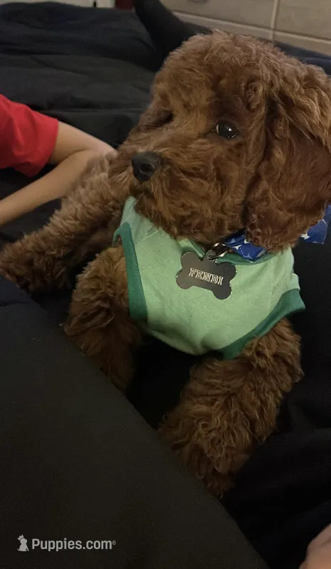 Benji – Cockapoo puppy for sale in Lowell, MA