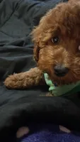 Benji, a male Cockapoo for sale in Lowell, MA – 2 of 2