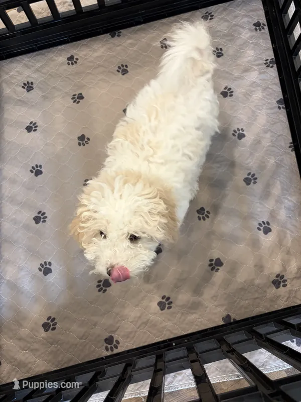 Unmanned – Maltipoo puppy for sale in McKinney, TX