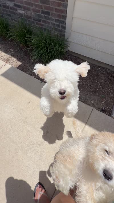 Puppy, a male Maltipoo for sale in McKinney, TX – 2 of 2