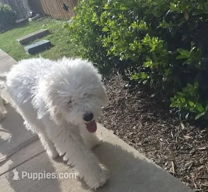 Unmanned – Maltipoo puppy for sale in McKinney, TX