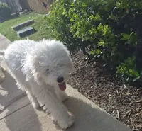 Unmanned, a male Maltipoo for sale in McKinney, TX – 1 of 2