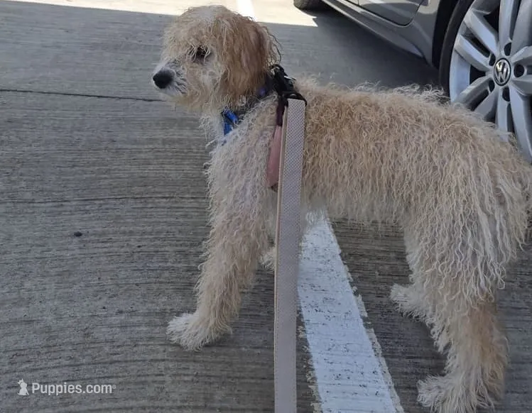 Puppy – Maltipoo puppy for sale in McKinney, TX