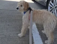 Puppy, a male Maltipoo for sale in McKinney, TX – 1 of 2