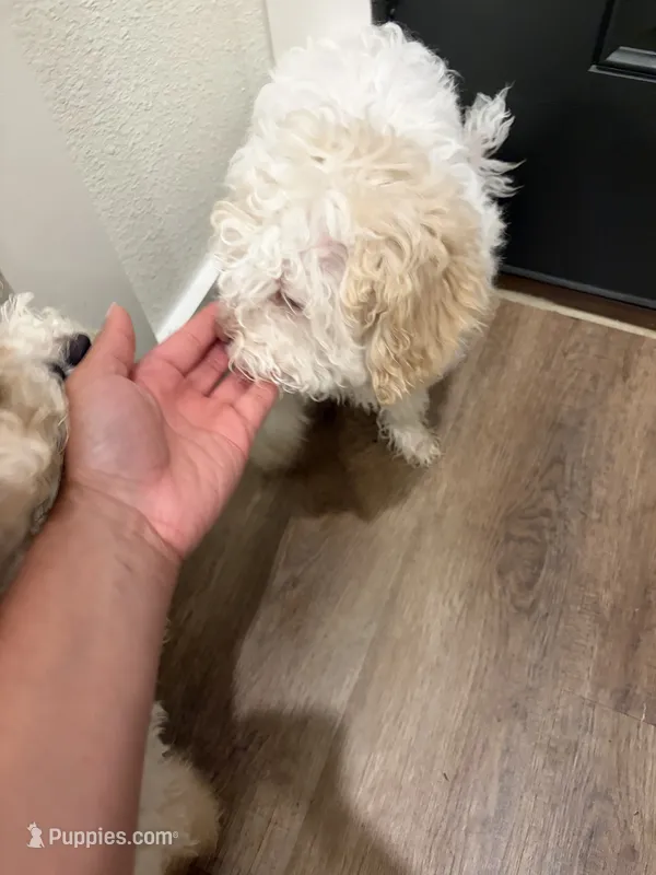 Unmanned – Maltipoo puppy for sale in McKinney, TX