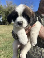 Purple girl, a female Saint Bernard for sale in Sullivan, IN – 1 of 3
