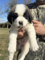 Green boy, a male Saint Bernard for sale in Sullivan, IN – 1 of 4