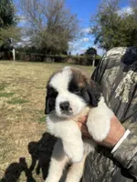 Pink girl, a female Saint Bernard for sale in Sullivan, IN – 2 of 3