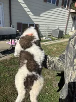 Orange boy, a male Saint Bernard for sale in Sullivan, IN – 2 of 3