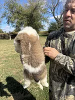 Purple girl, a female Saint Bernard for sale in Sullivan, IN – 2 of 3