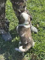Green boy, a male Saint Bernard for sale in Sullivan, IN – 4 of 4