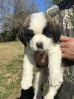 Green boy, a male Saint Bernard for sale in Sullivan, IN – 3 of 4