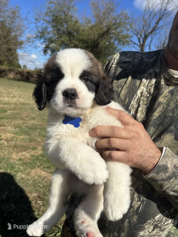 Blue boy  – Saint Bernard puppy for sale in Sullivan, IN