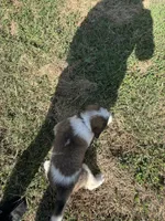 Blue boy , a male Saint Bernard for sale in Sullivan, IN – 4 of 4