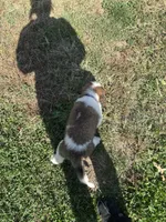 Blue boy , a male Saint Bernard for sale in Sullivan, IN – 3 of 4