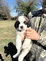 Blue boy , a male Saint Bernard for sale in Sullivan, IN – 2 of 4