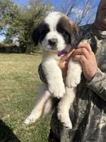 Purple girl, a female Saint Bernard for sale in Sullivan, IN – 3 of 3