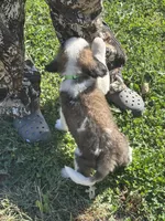 Green boy, a male Saint Bernard for sale in Sullivan, IN – 2 of 4