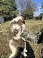 Pink girl, a female Saint Bernard for sale in Sullivan, IN – 3 of 3