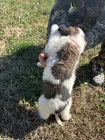 Orange boy, a male Saint Bernard for sale in Sullivan, IN – 3 of 3