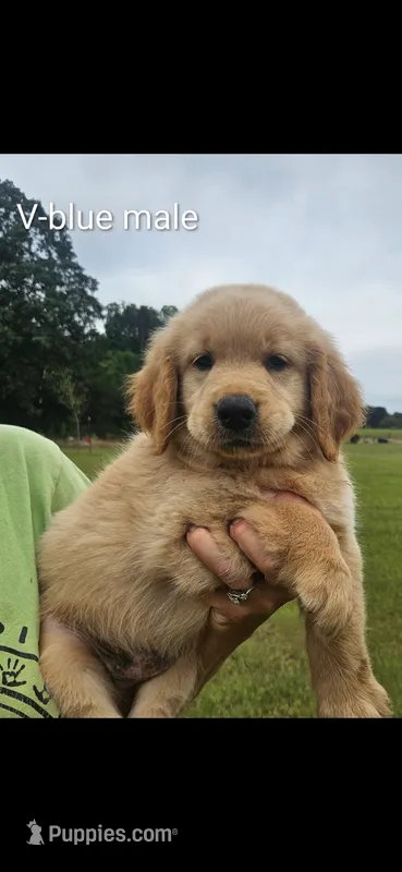 Valleys blue male – Golden Retriever puppy for sale in Bryant, AL