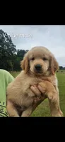 Valleys blue male, a male Golden Retriever for sale in Bryant, AL – 1 of 1