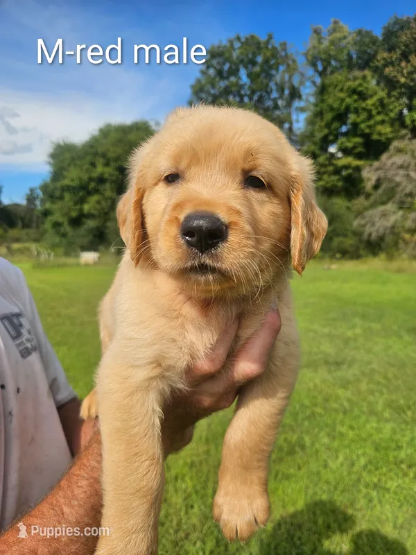 Red male – Golden Retriever puppy for sale in Bryant, AL