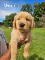 Red male, a male Golden Retriever for sale in Bryant, AL – 1 of 1