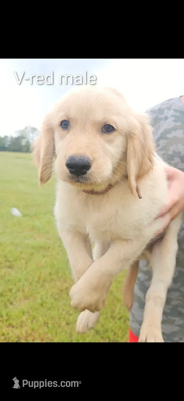 Valleys Red Male – Golden Retriever puppy for sale in Bryant, AL