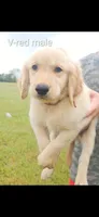 Valleys Red Male, a male Golden Retriever for sale in Bryant, AL – 1 of 1