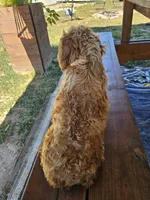 Wrenley F1 cavapoo, a female Cavapoo for sale in Bryant, AL – 2 of 2