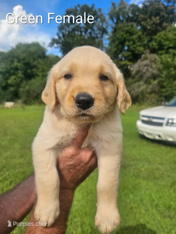 Valley's Girl – Golden Retriever puppy on hold in Bryant, AL