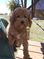 Wrenley F1 cavapoo, a female Cavapoo for sale in Bryant, AL – 1 of 2
