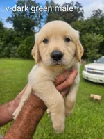 Dark green boy, a male Golden Retriever for sale in Bryant, AL – 1 of 3