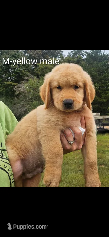 Meadows Red male – Golden Retriever puppy for sale in Bryant, AL
