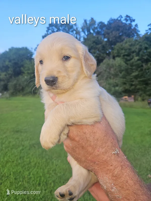 Valley's boy – Golden Retriever puppy for sale in Bryant, AL