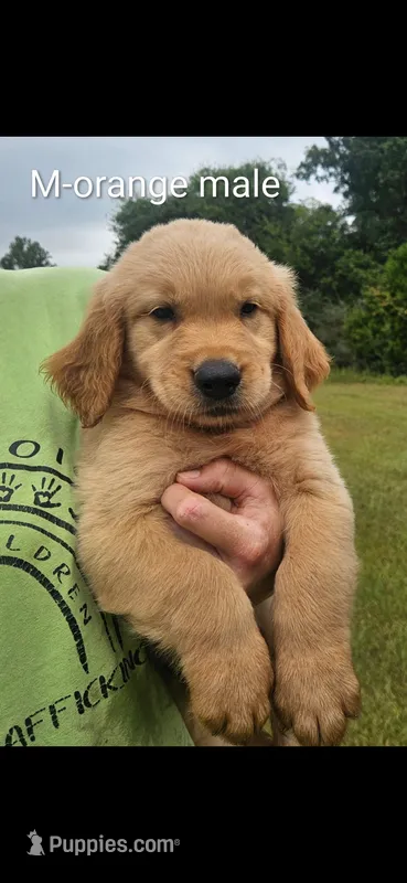 Meadows Orange male – Golden Retriever puppy for sale in Bryant, AL