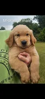 Meadows Orange male, a male Golden Retriever for sale in Bryant, AL – 1 of 4