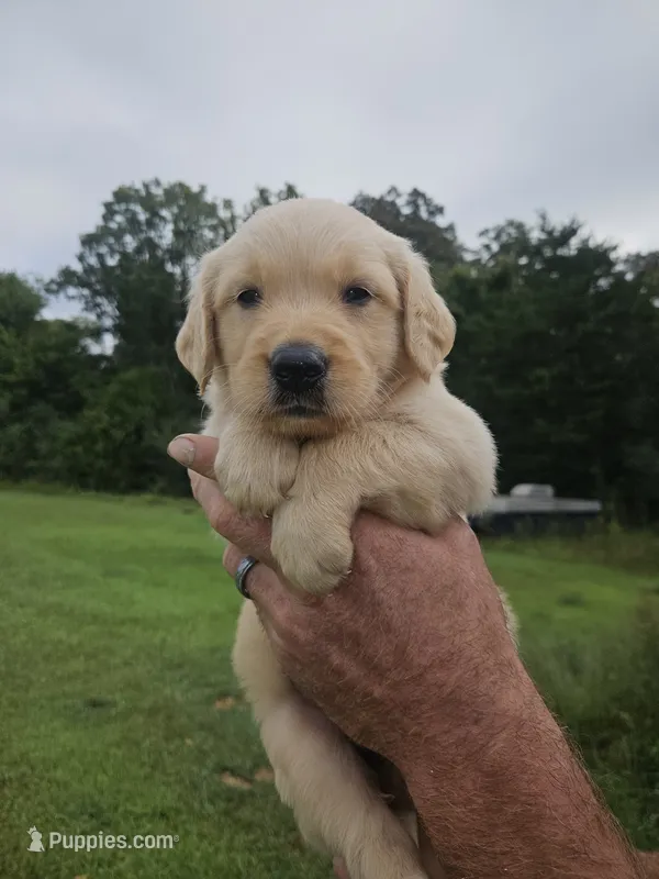 Valley's Girl – Golden Retriever puppy for sale in Bryant, AL