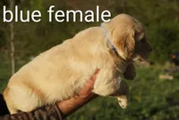 Blue female Golden Retriever , a female Golden Retriever for sale in Bryant, AL – Photo 2 of 2