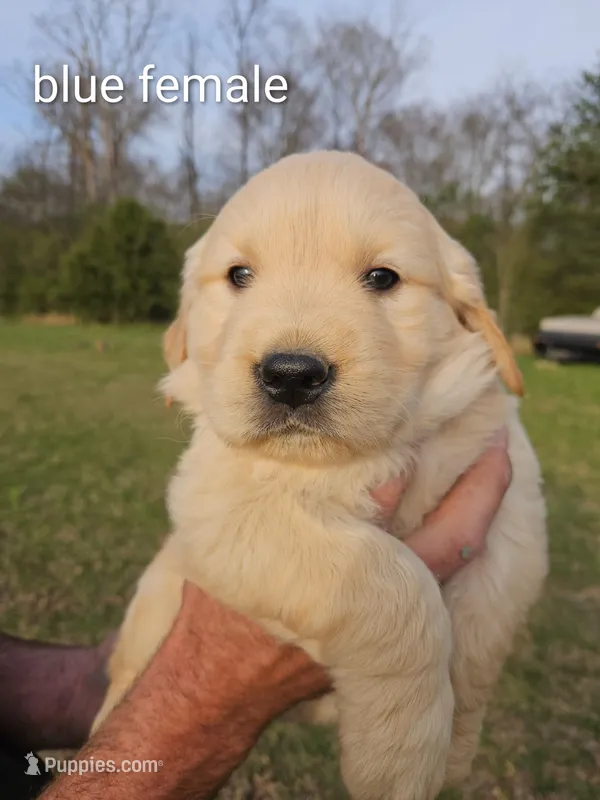 Blue female Golden Retriever  – Golden Retriever puppy for sale in Bryant, AL