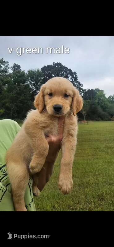 Valleys green male – Golden Retriever puppy for sale in Bryant, AL