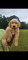Valleys green male, a male Golden Retriever for sale in Bryant, AL – 1 of 1