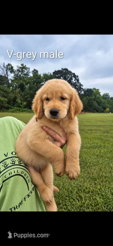 Valleys grey male – Golden Retriever puppy for sale in Bryant, AL